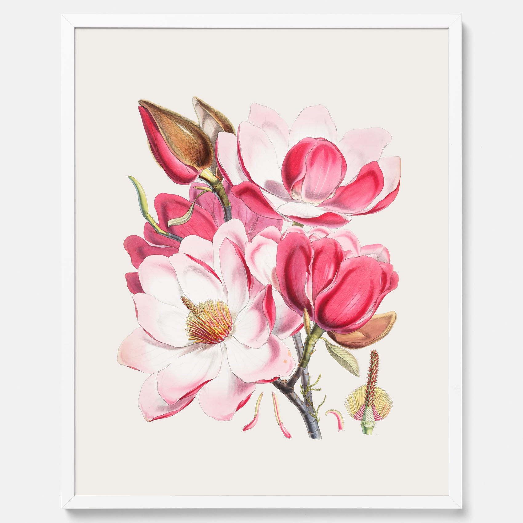 Magnolia Campbellii poster, botanisk vintage-tavla