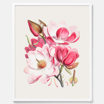 Magnolia Campbellii poster, botanisk vintage-tavla