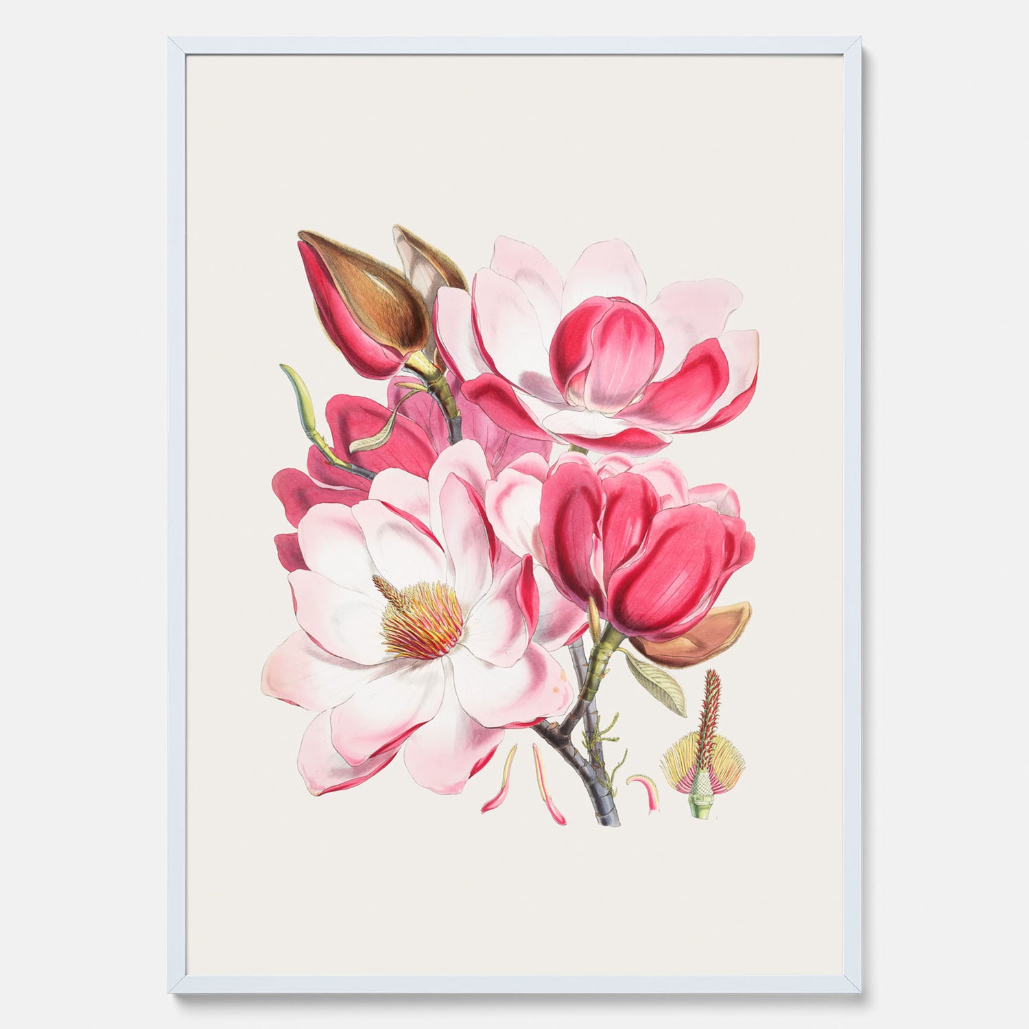 Magnolia Campbellii poster, botanisk vintage-tavla