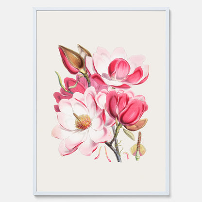 Magnolia Campbellii poster, botanisk vintage-tavla