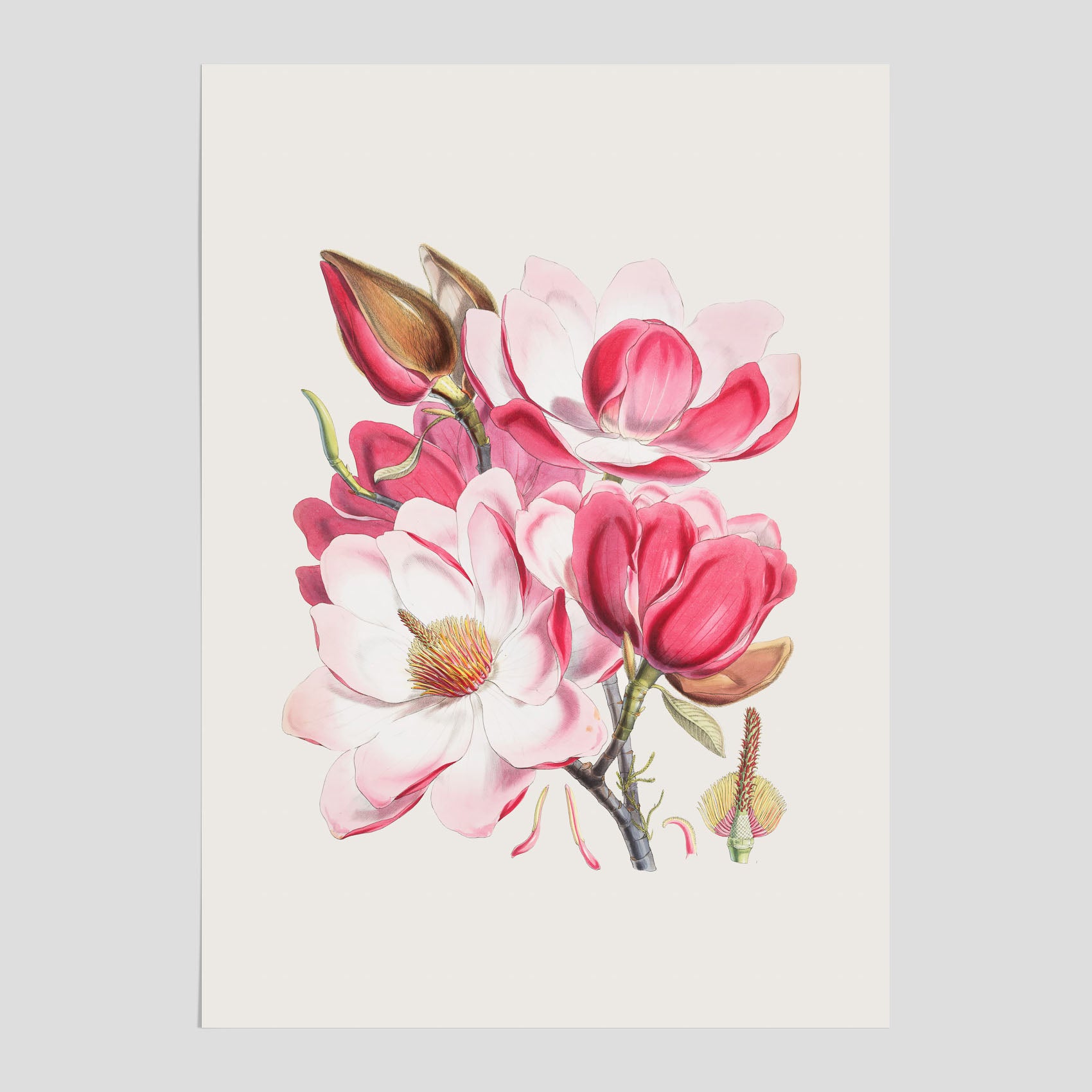 Magnolia Campbellii poster, botanisk vintage-tavla