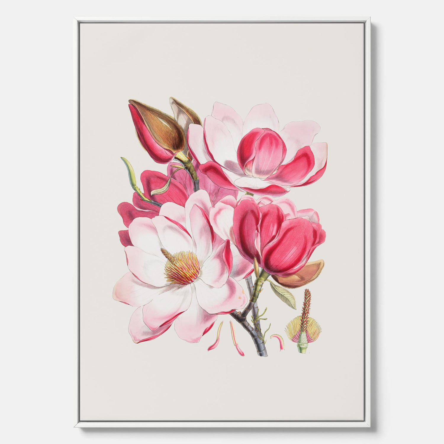 Magnolia Campbellii canvas, botanisk vintage-tavla