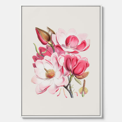 Magnolia Campbellii canvas, botanisk vintage-tavla