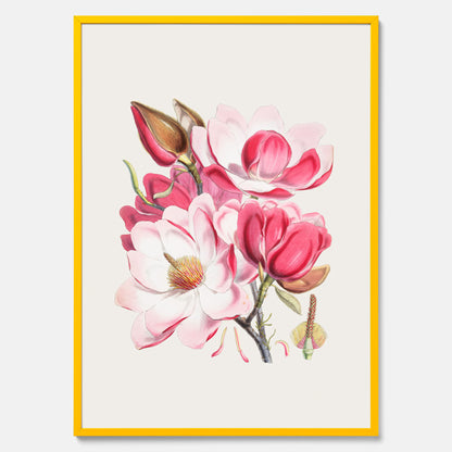 Magnolia Campbellii poster, botanisk vintage-tavla