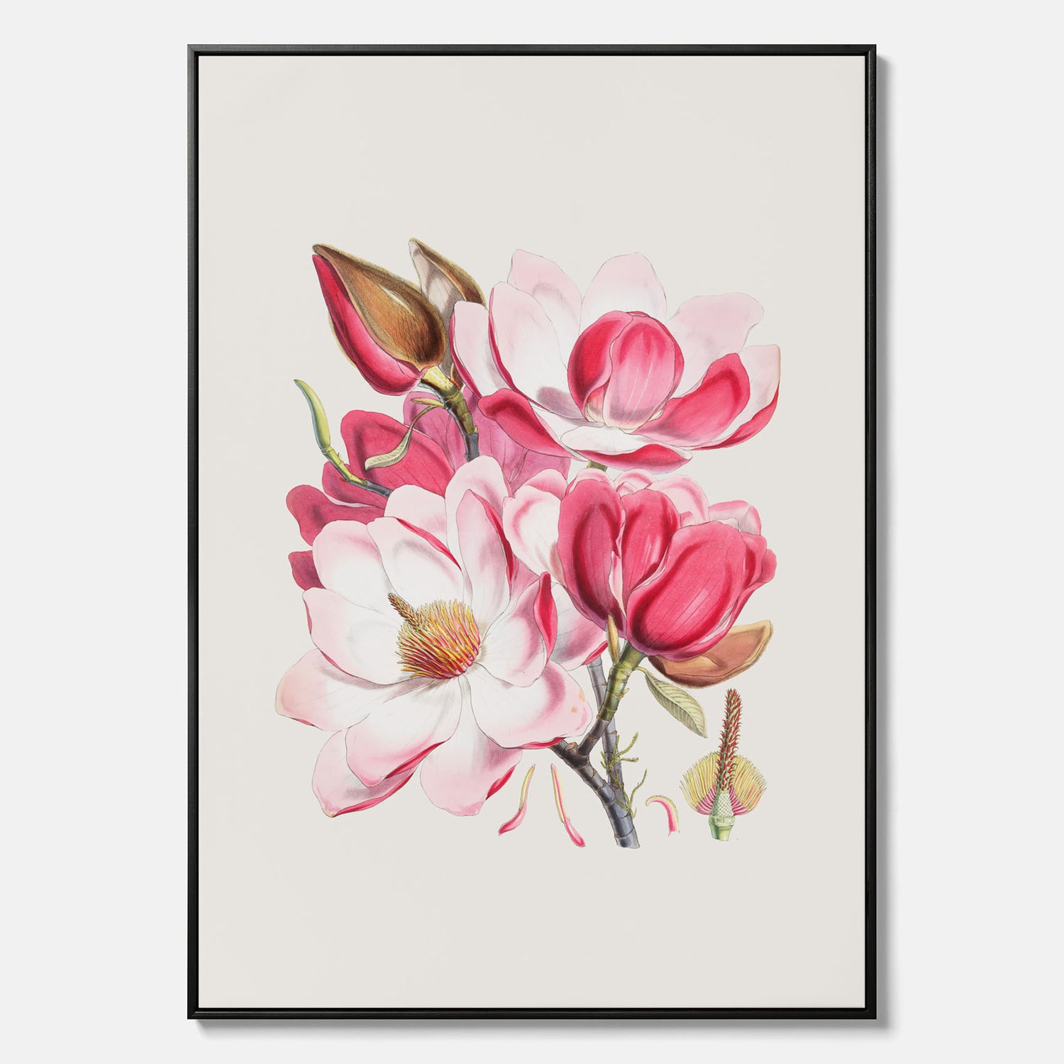Magnolia Campbellii canvas, botanisk vintage-tavla