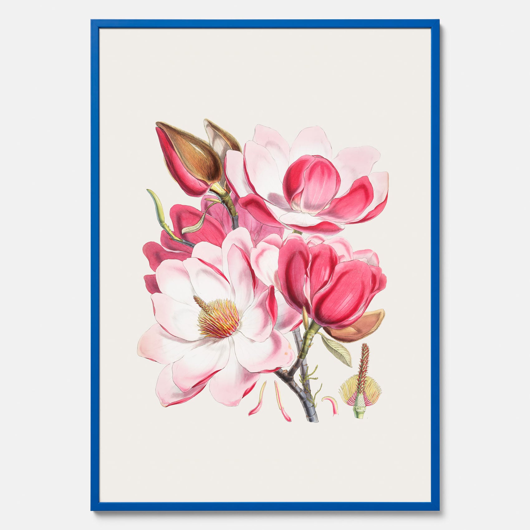 Magnolia Campbellii poster, botanisk vintage-tavla