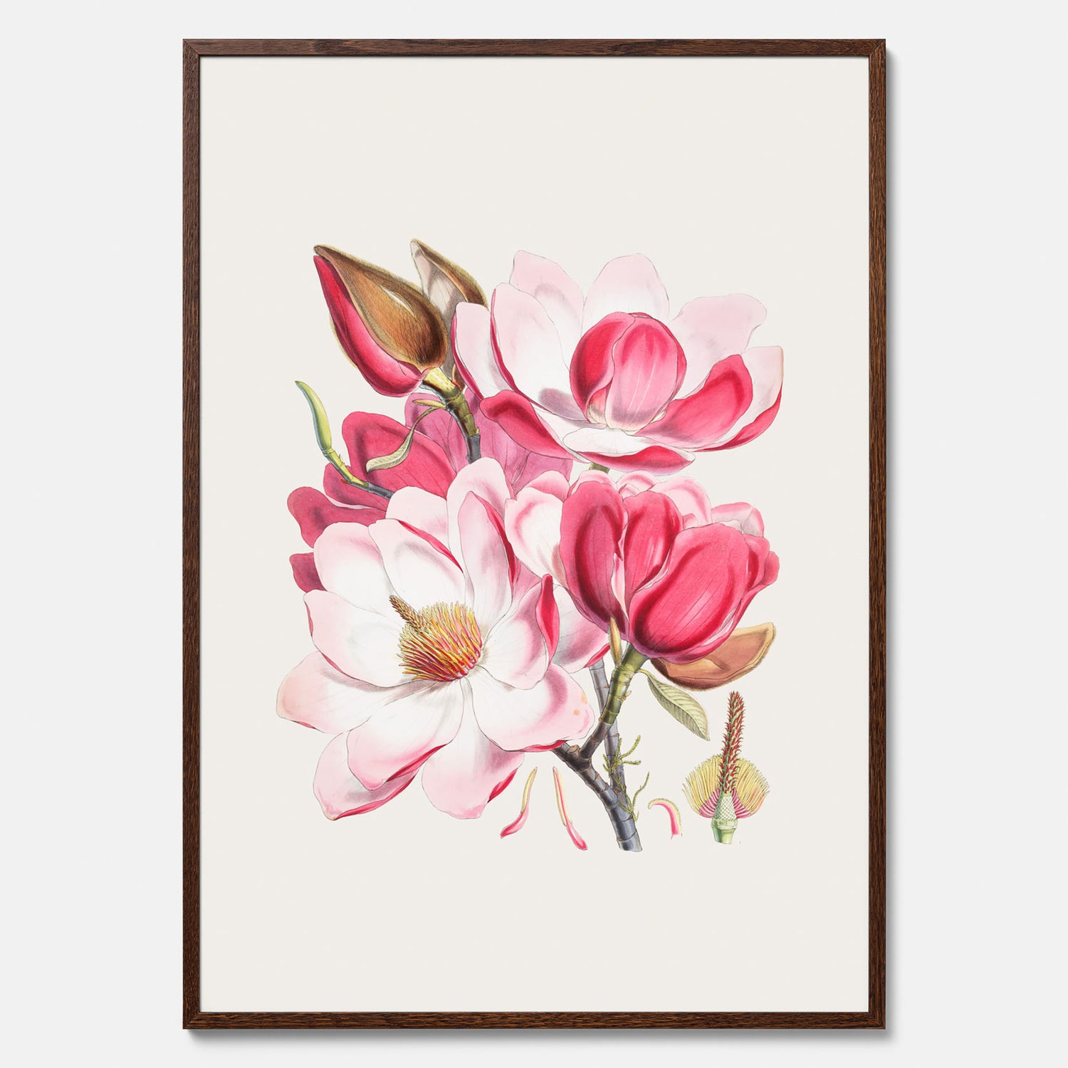 Magnolia Campbellii poster, botanisk vintage-tavla
