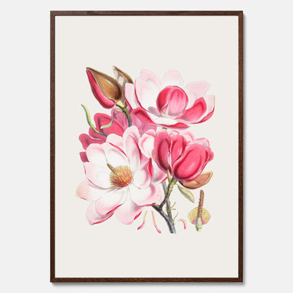 Magnolia Campbellii poster, botanisk vintage-tavla