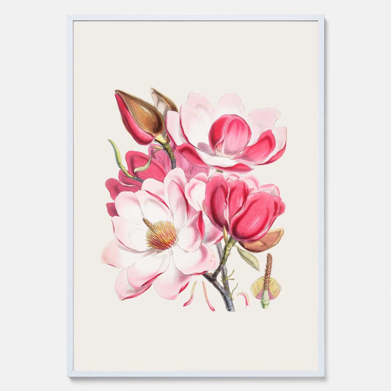 Magnolia Campbellii poster, botanisk vintage-tavla