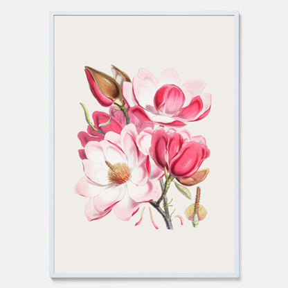 Magnolia Campbellii poster, botanisk vintage-tavla