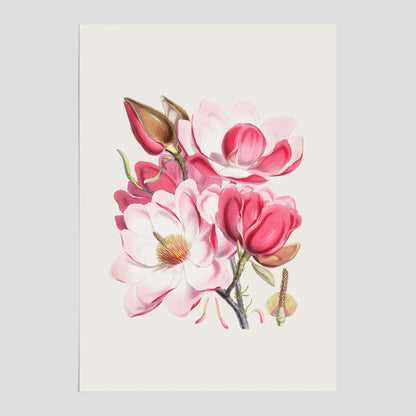 Magnolia Campbellii poster, botanisk vintage-tavla