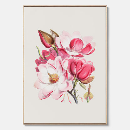 Magnolia Campbellii canvas, botanisk vintage-tavla