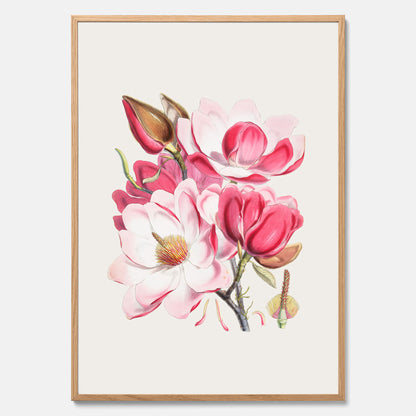 Magnolia Campbellii poster, botanisk vintage-tavla