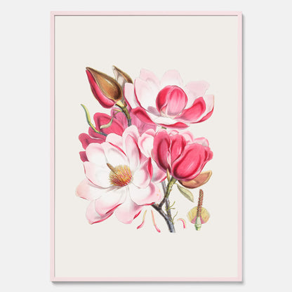 Magnolia Campbellii poster, botanisk vintage-tavla