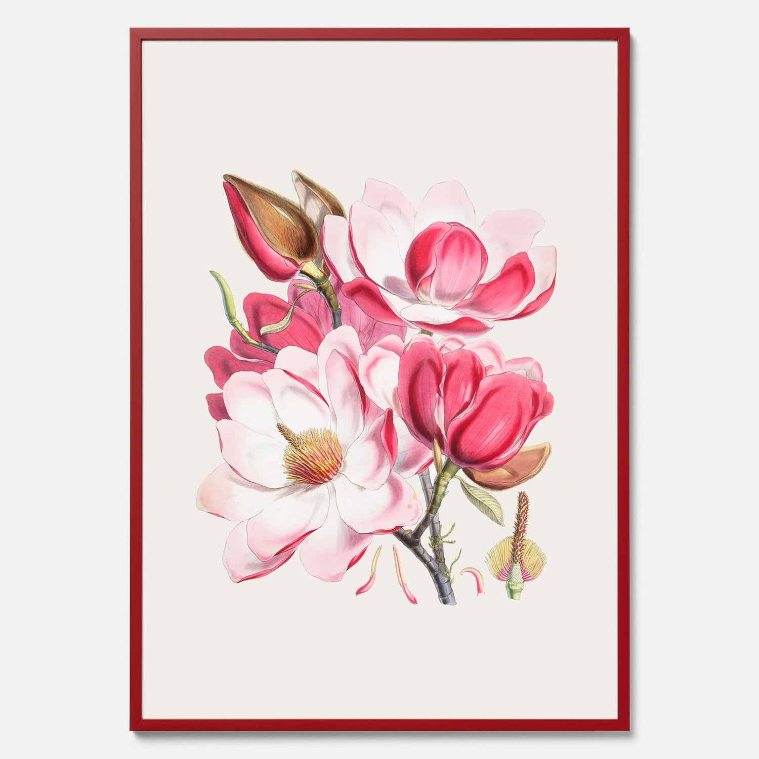 Magnolia Campbellii poster, botanisk vintage-tavla