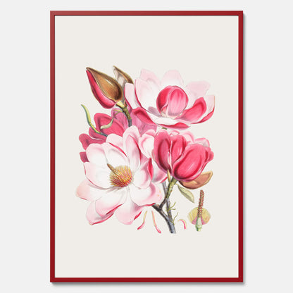 Magnolia Campbellii poster, botanisk vintage-tavla