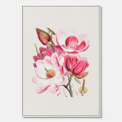 Magnolia Campbellii canvas, botanisk vintage-tavla