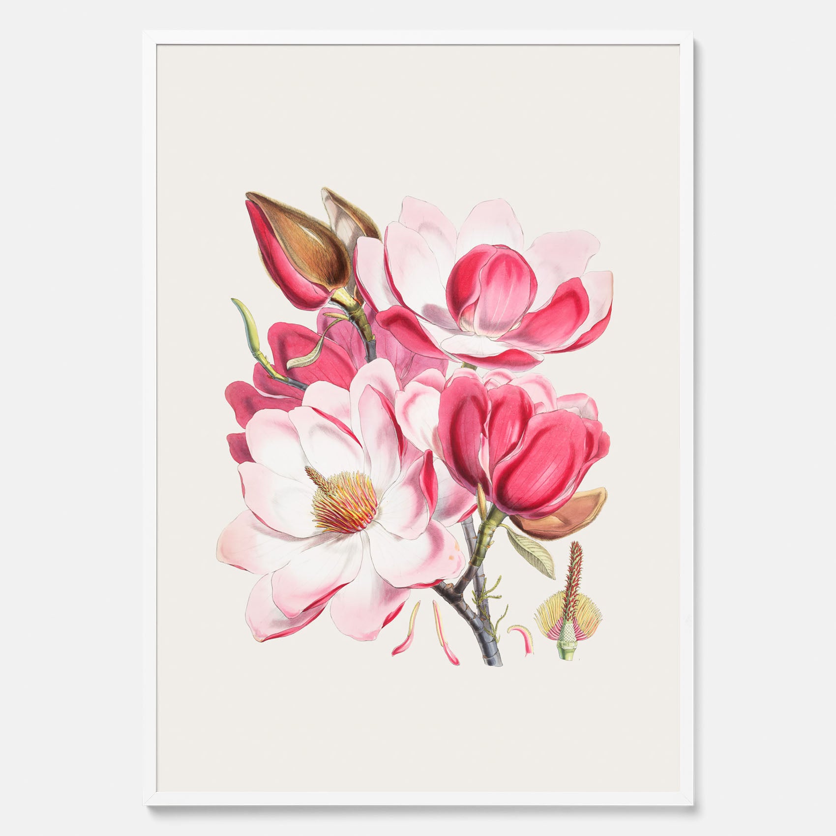 Magnolia Campbellii poster, botanisk vintage-tavla