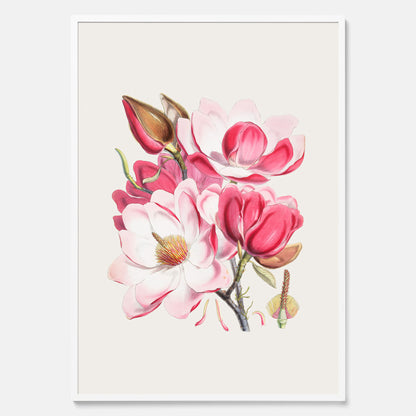 Magnolia Campbellii poster, botanisk vintage-tavla