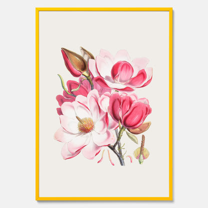 Magnolia Campbellii poster, botanisk vintage-tavla