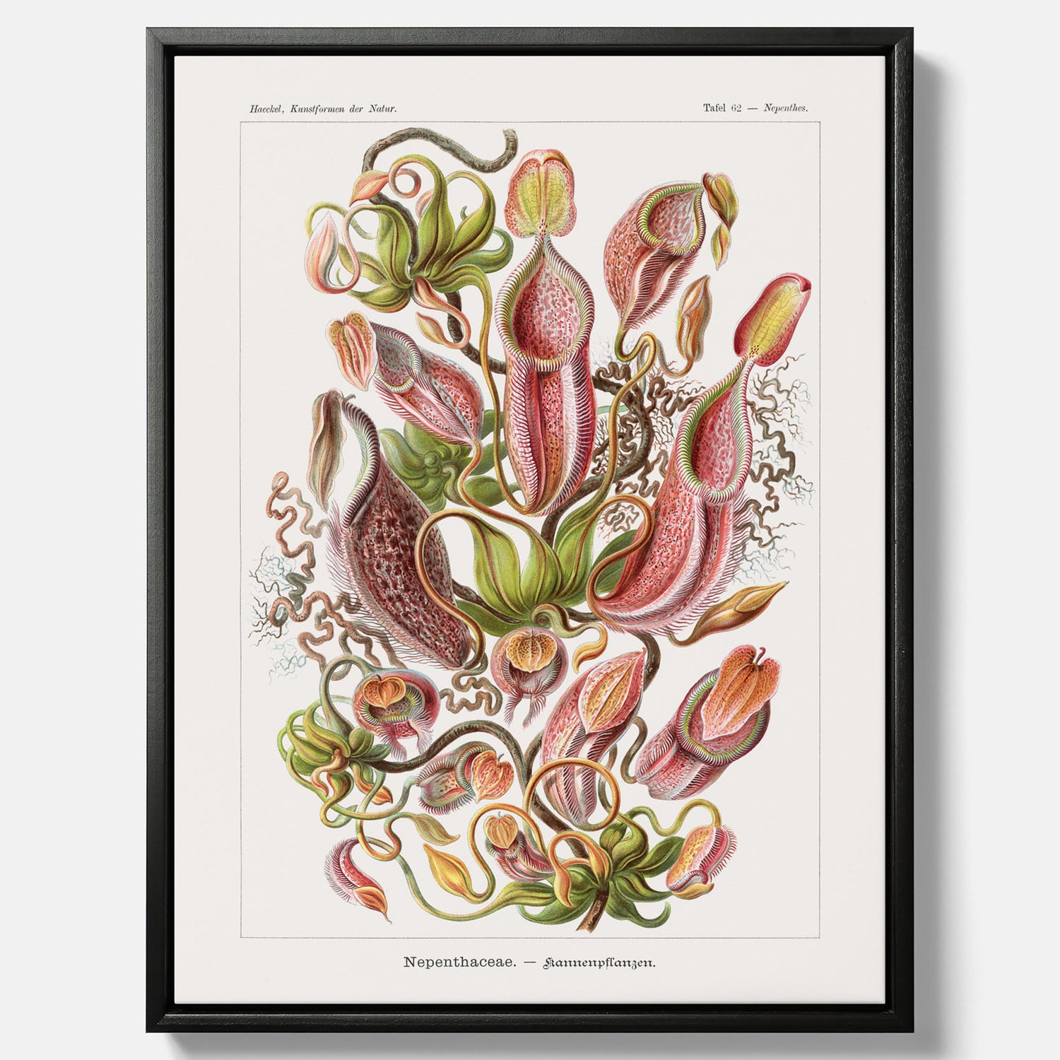 Vintageposter på canvas med en gammal illustration av kannrankor ritad av tyska biologen Ernst Haeckel år 1927
