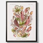 Vintageposter på canvas med en gammal illustration av kannrankor ritad av tyska biologen Ernst Haeckel år 1927