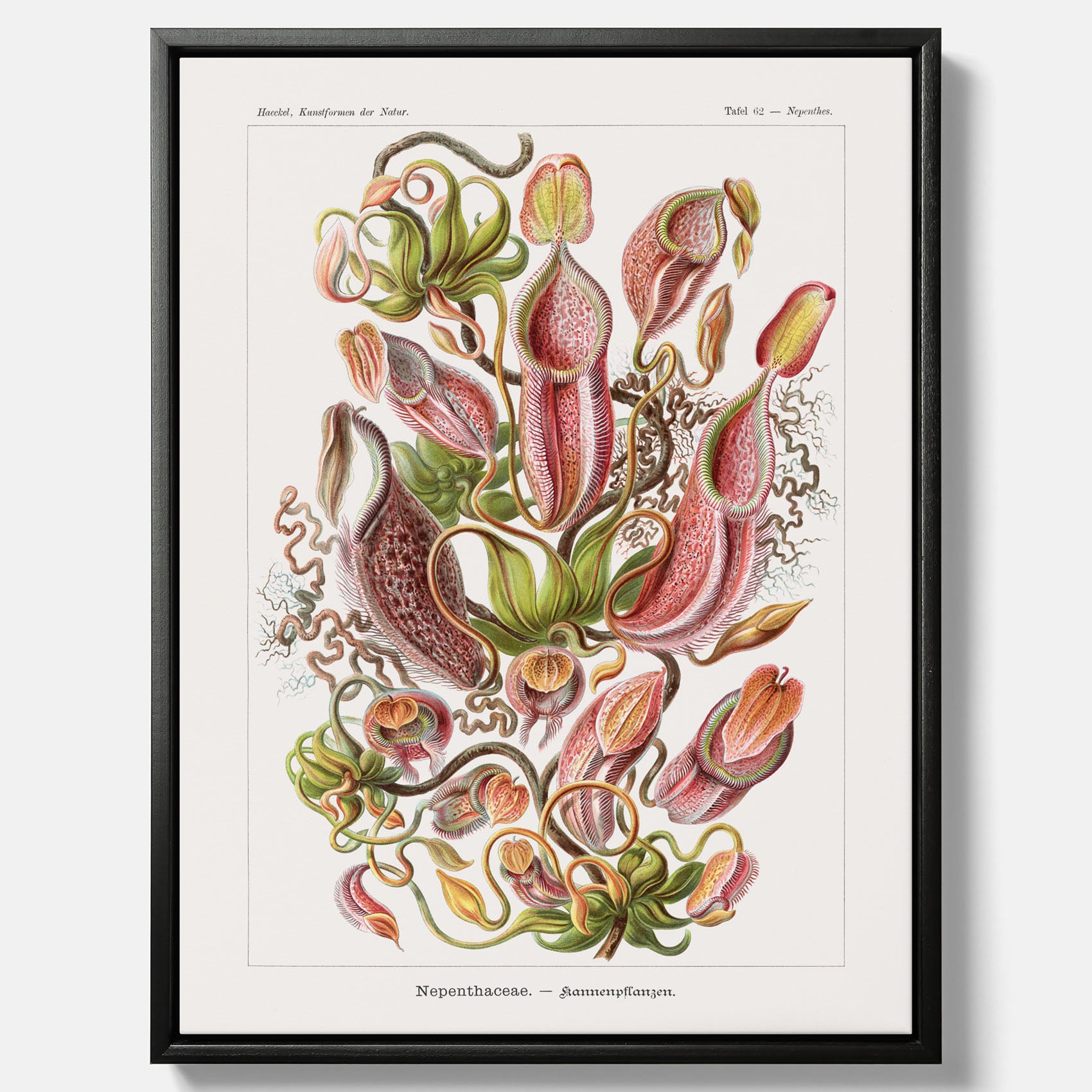 Vintageposter på canvas med en gammal illustration av kannrankor ritad av tyska biologen Ernst Haeckel år 1927