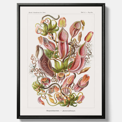 Vintageposter på canvas med en gammal illustration av kannrankor ritad av tyska biologen Ernst Haeckel år 1927
