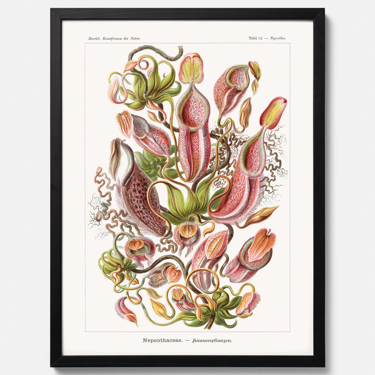 Vintageposter med en gammal illustration av kannrankor ritad av tyska biologen Ernst Haeckel år 1904