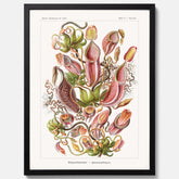 Vintageposter med en gammal illustration av kannrankor ritad av tyska biologen Ernst Haeckel år 1904