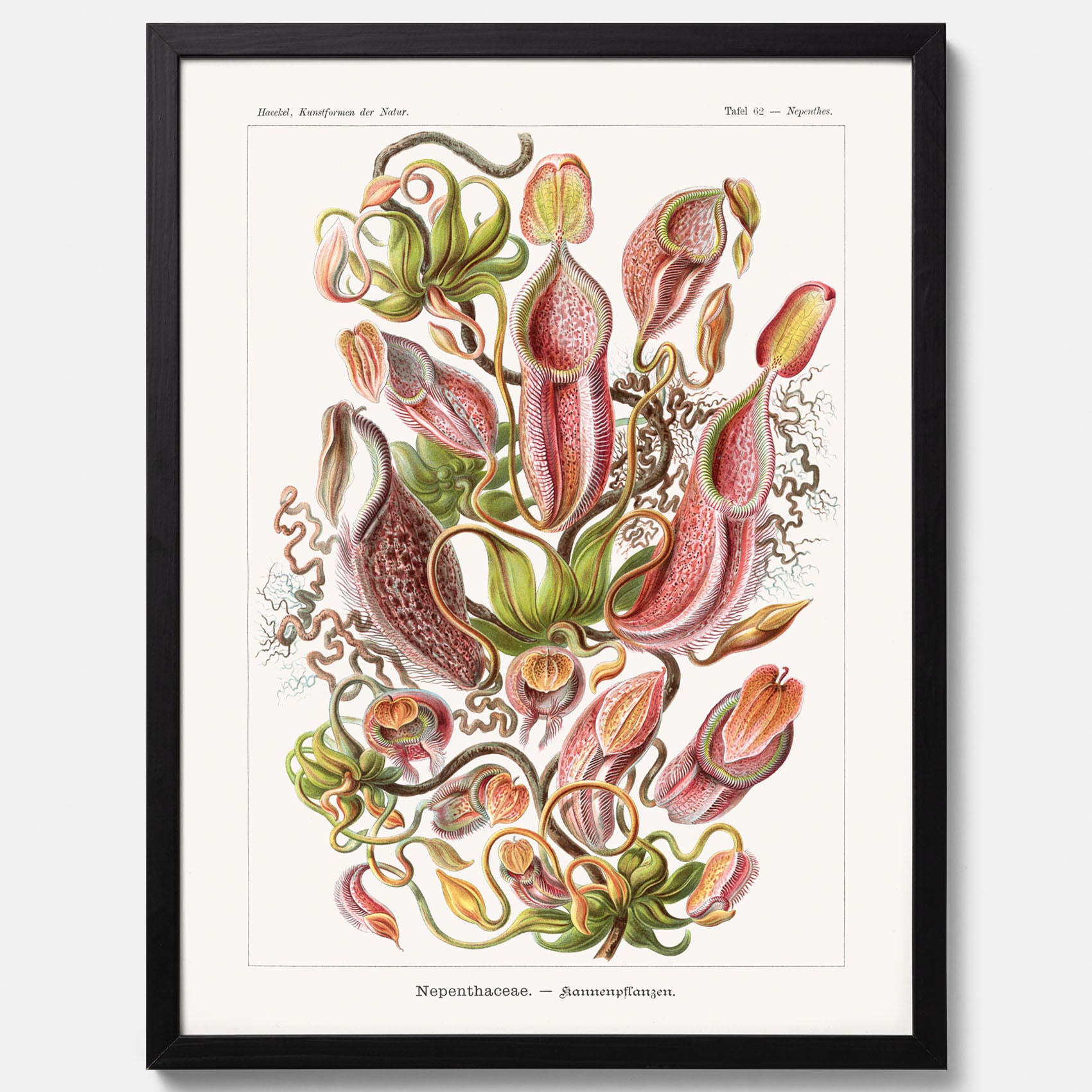 Vintageposter med en gammal illustration av kannrankor ritad av tyska biologen Ernst Haeckel år 1904