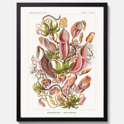 Vintageposter med en gammal illustration av kannrankor ritad av tyska biologen Ernst Haeckel år 1904