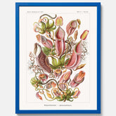 Vintageposter med en gammal illustration av kannrankor ritad av tyska biologen Ernst Haeckel år 1905