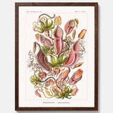 Vintageposter med en gammal illustration av kannrankor ritad av tyska biologen Ernst Haeckel år 1906