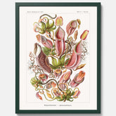 Vintageposter med en gammal illustration av kannrankor ritad av tyska biologen Ernst Haeckel år 1907