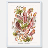 Vintageposter med en gammal illustration av kannrankor ritad av tyska biologen Ernst Haeckel år 1908