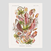 Vintageposter med en gammal illustration av kannrankor ritad av tyska biologen Ernst Haeckel år 1909