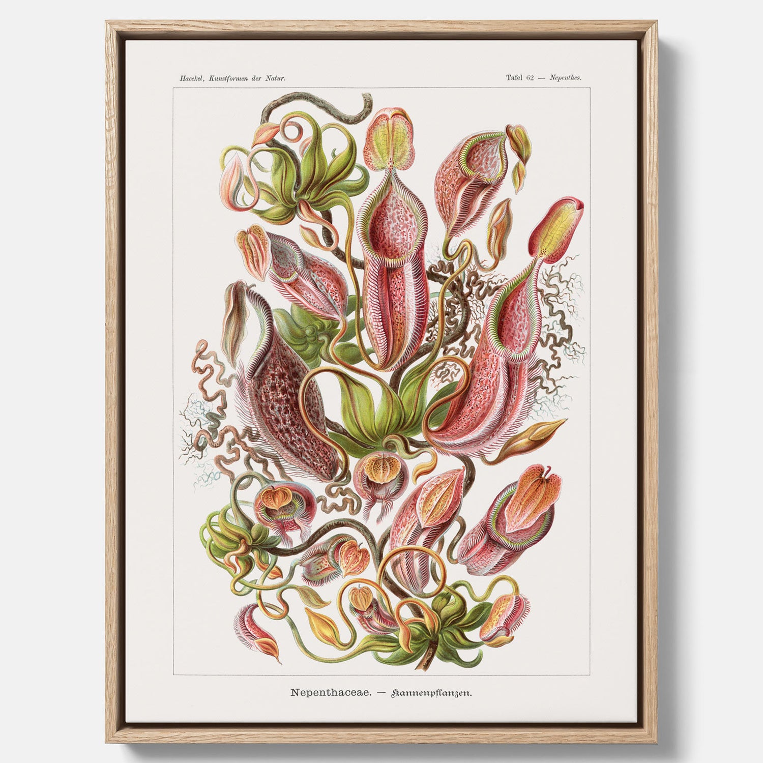 Vintageposter på canvas med en gammal illustration av kannrankor ritad av tyska biologen Ernst Haeckel år 1927