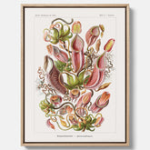 Vintageposter på canvas med en gammal illustration av kannrankor ritad av tyska biologen Ernst Haeckel år 1927