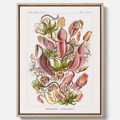 Vintageposter på canvas med en gammal illustration av kannrankor ritad av tyska biologen Ernst Haeckel år 1927