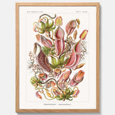 Vintageposter med en gammal illustration av kannrankor ritad av tyska biologen Ernst Haeckel år 1910