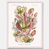 Vintageposter med en gammal illustration av kannrankor ritad av tyska biologen Ernst Haeckel år 1911
