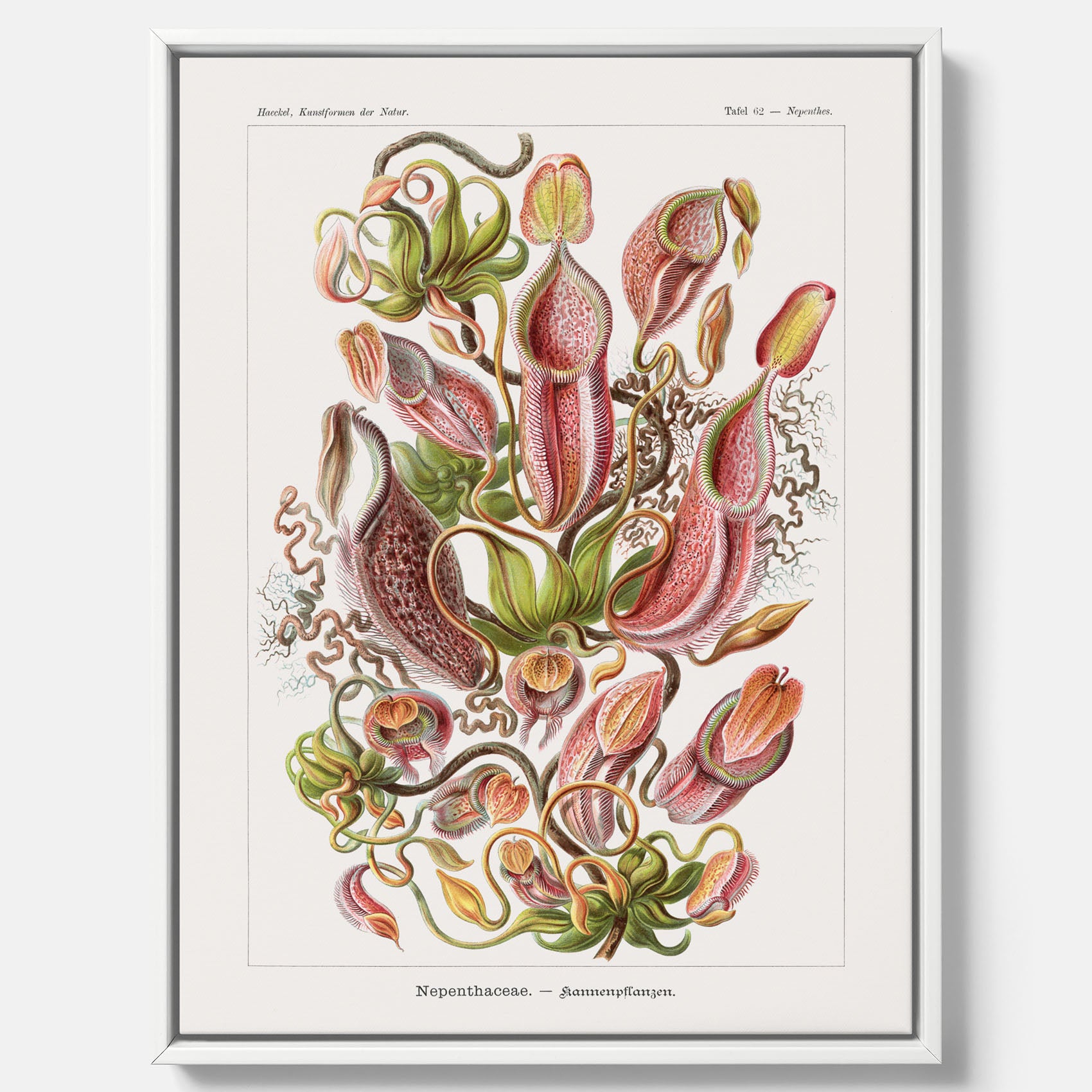 Vintageposter på canvas med en gammal illustration av kannrankor ritad av tyska biologen Ernst Haeckel år 1927