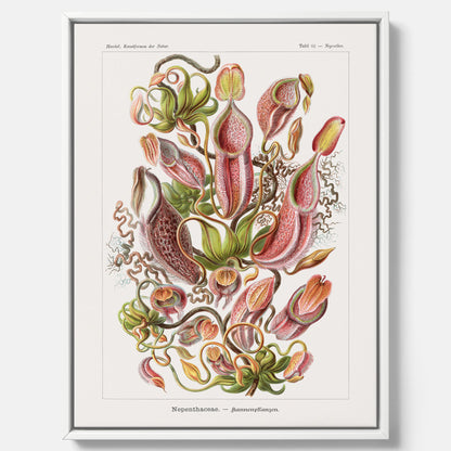 Vintageposter på canvas med en gammal illustration av kannrankor ritad av tyska biologen Ernst Haeckel år 1927