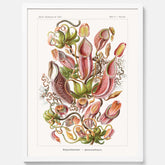 Vintageposter med en gammal illustration av kannrankor ritad av tyska biologen Ernst Haeckel år 1914
