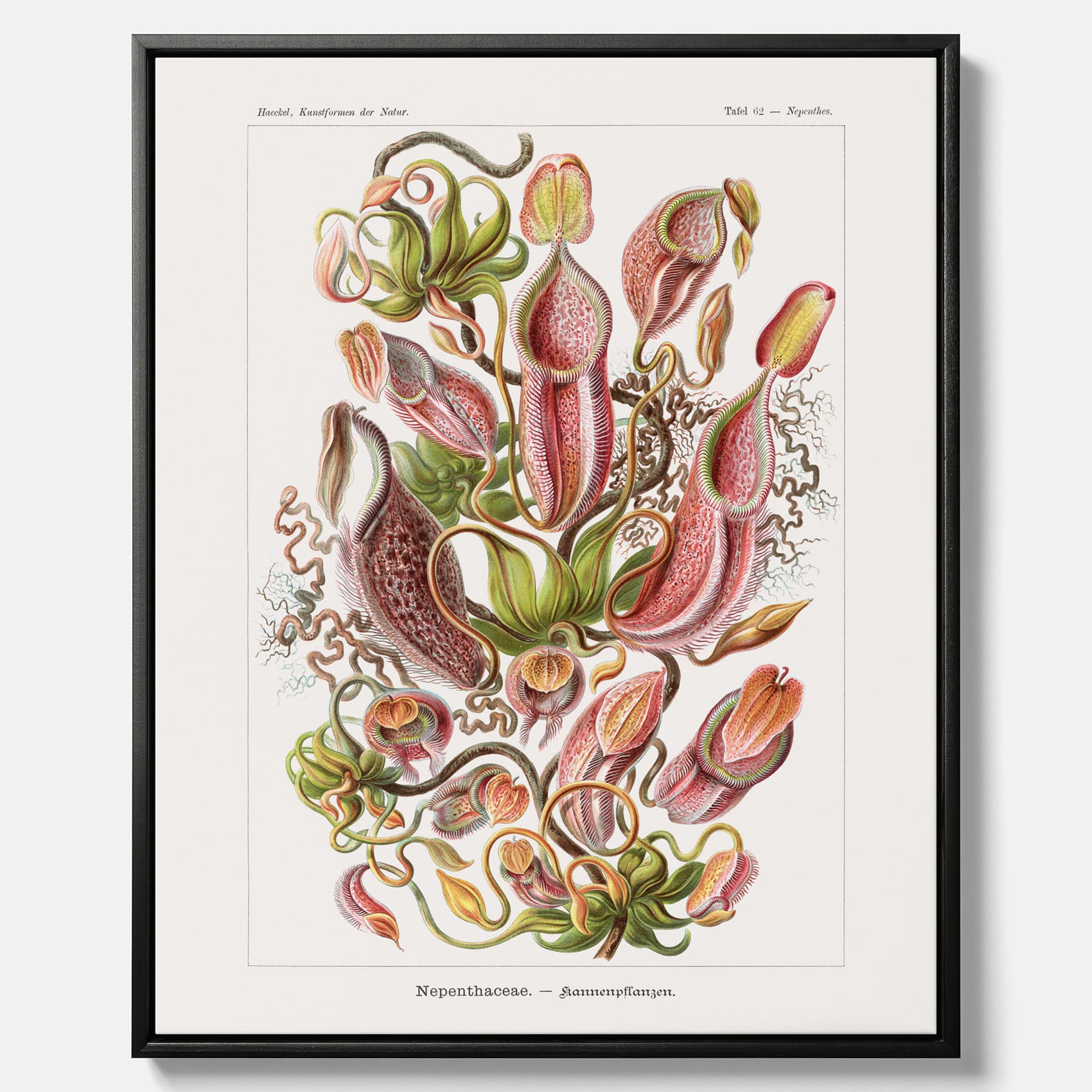 Vintageposter på canvas med en gammal illustration av kannrankor ritad av tyska biologen Ernst Haeckel år 1927