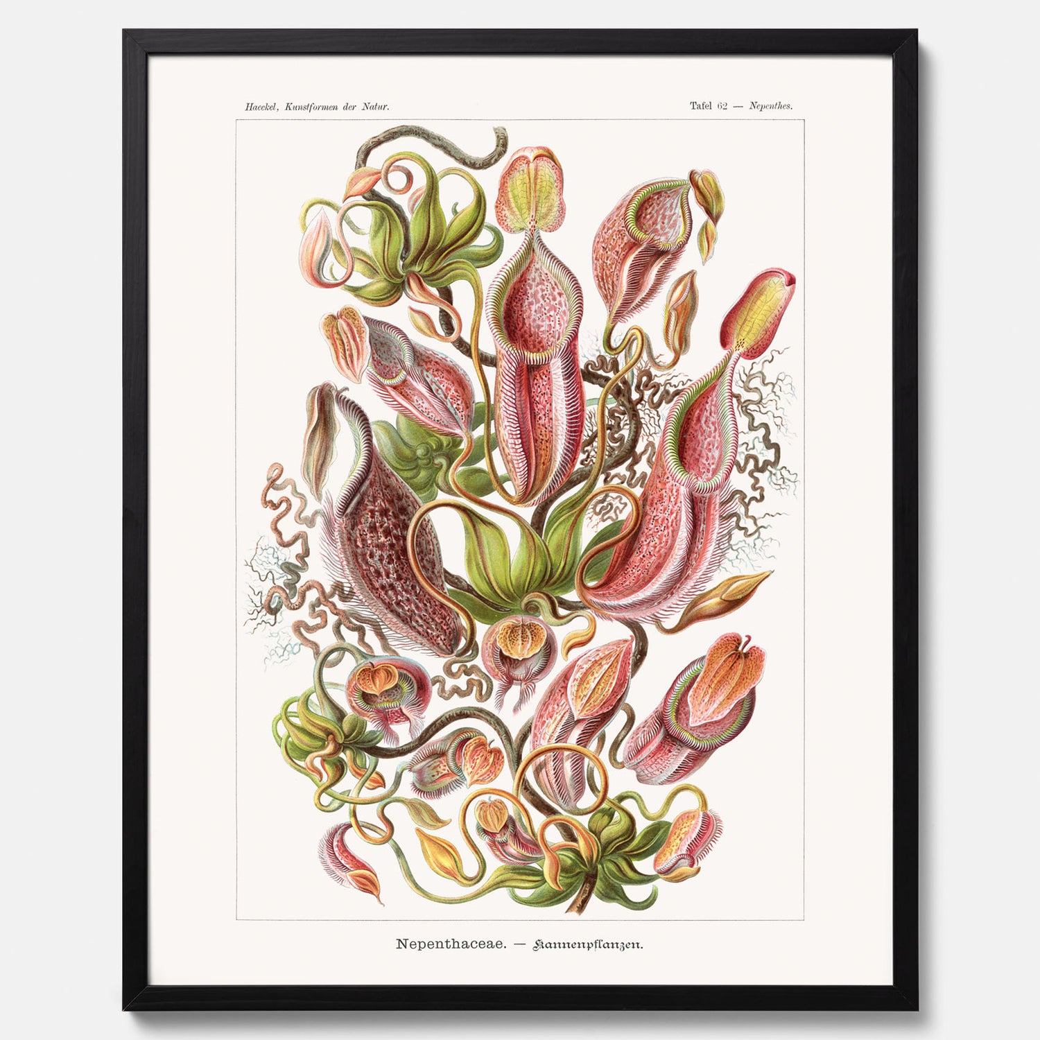 Vintageposter med en gammal illustration av kannrankor ritad av tyska biologen Ernst Haeckel år 1916
