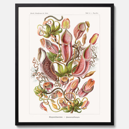 Vintageposter med en gammal illustration av kannrankor ritad av tyska biologen Ernst Haeckel år 1916