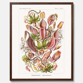 Vintageposter med en gammal illustration av kannrankor ritad av tyska biologen Ernst Haeckel år 1917