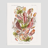 Vintageposter med en gammal illustration av kannrankor ritad av tyska biologen Ernst Haeckel år 1918